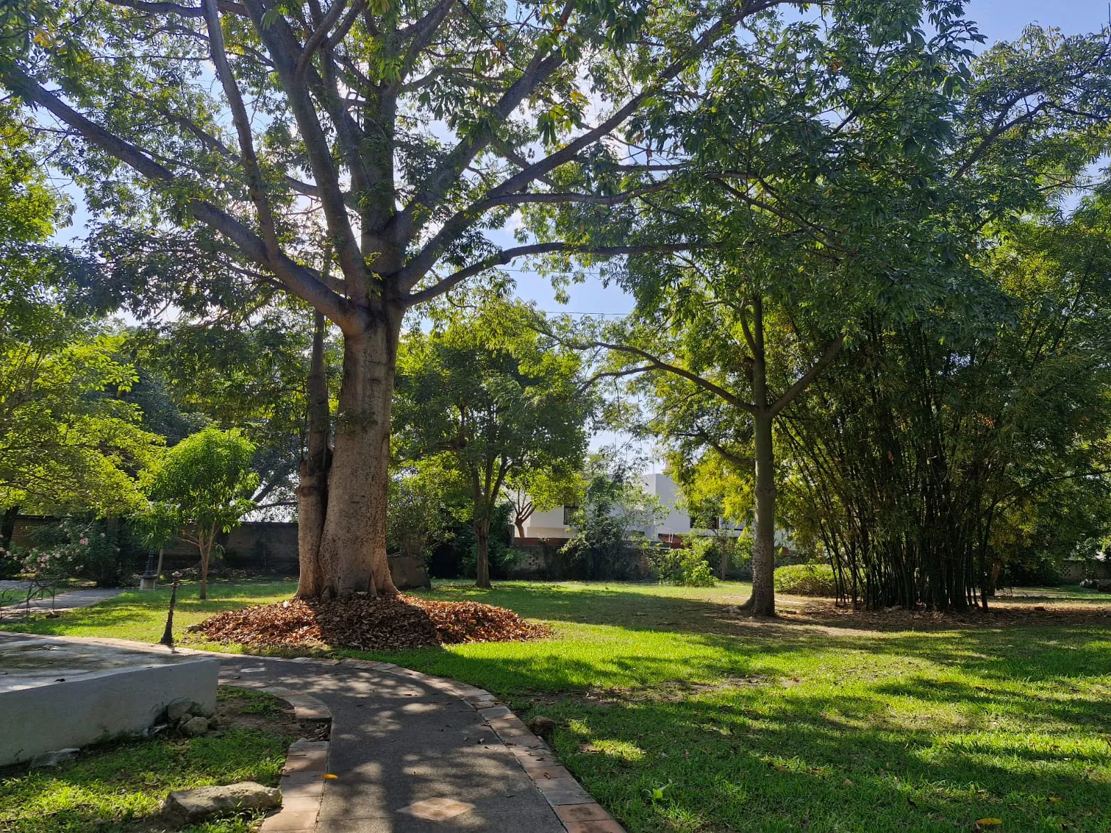 Parque con árboles grandes, pasto y andador