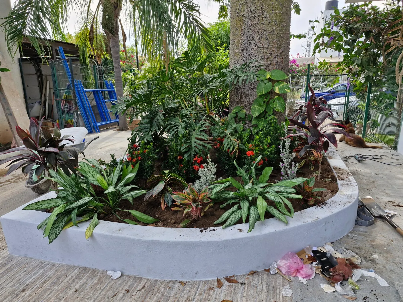 Jardinera circular con bromelias alrededor del tronco de un árbol