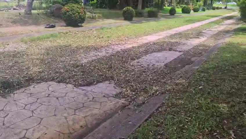 Limpieza de pasto a lo largo de un andador