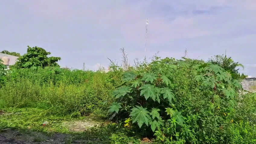 Lote con maleza antes de la limpieza