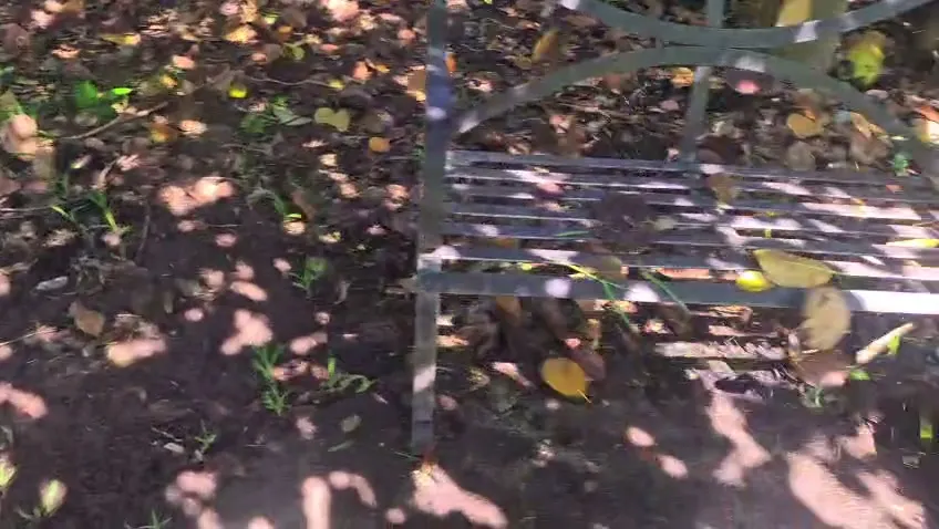 Pasto podado bajo los árboles de un jardín