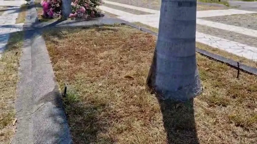 Plaza con palmeras y pasto seco antes del mantenimiento