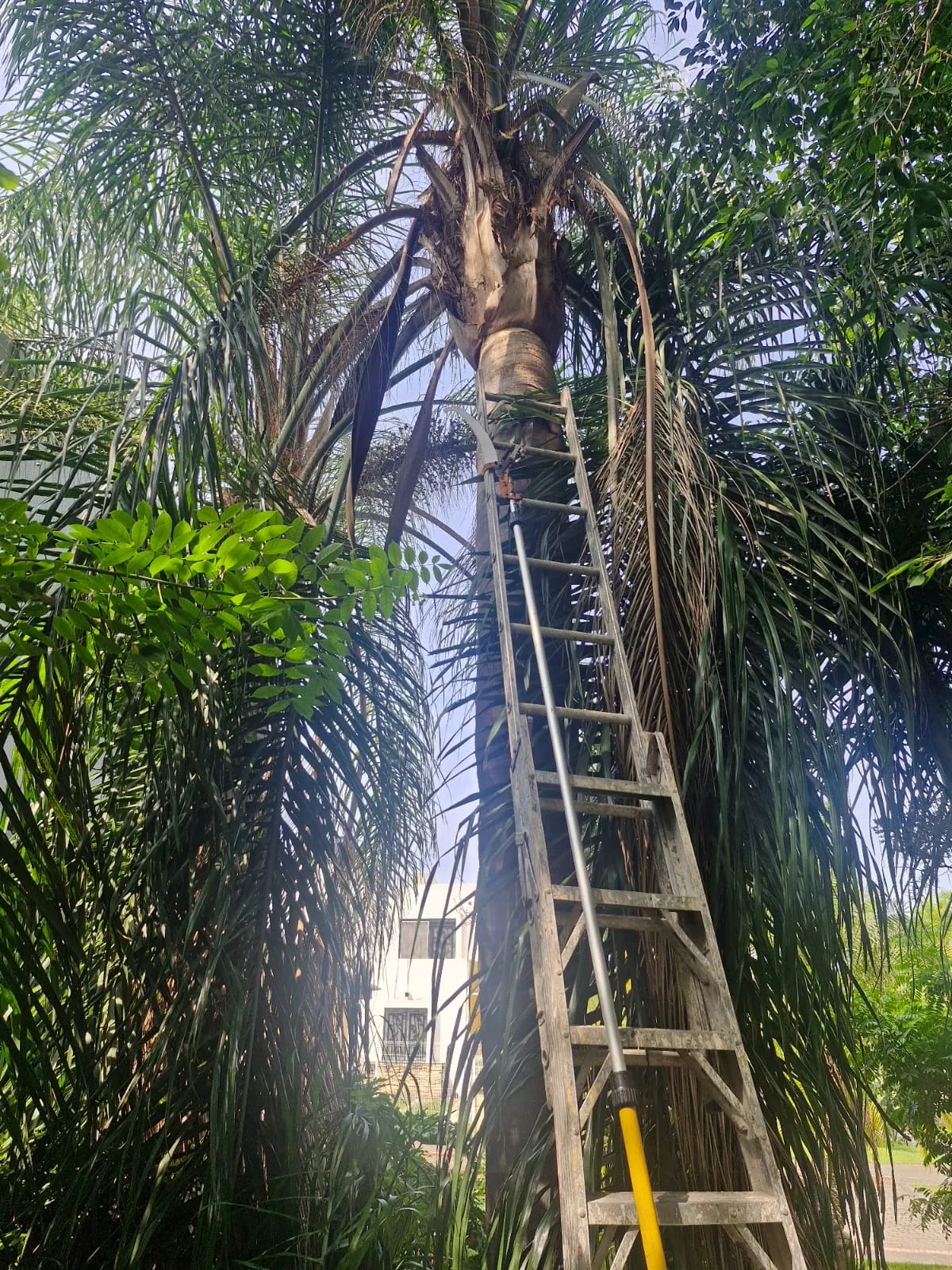 Jardinero sobre una escalera podando una palmera