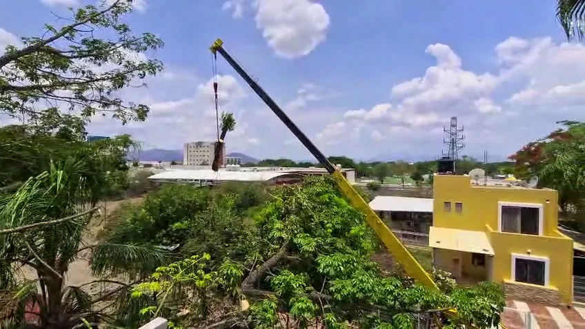 Grúa cortando un árbol