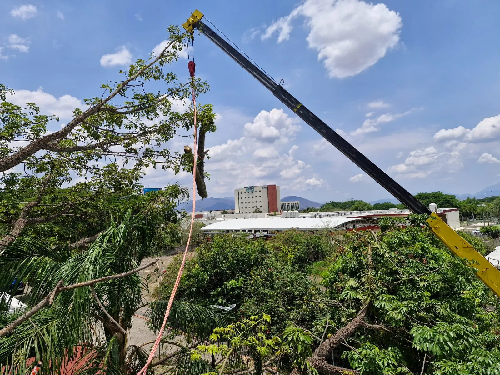 Grúa retirando ramas de un árbol de gran altura